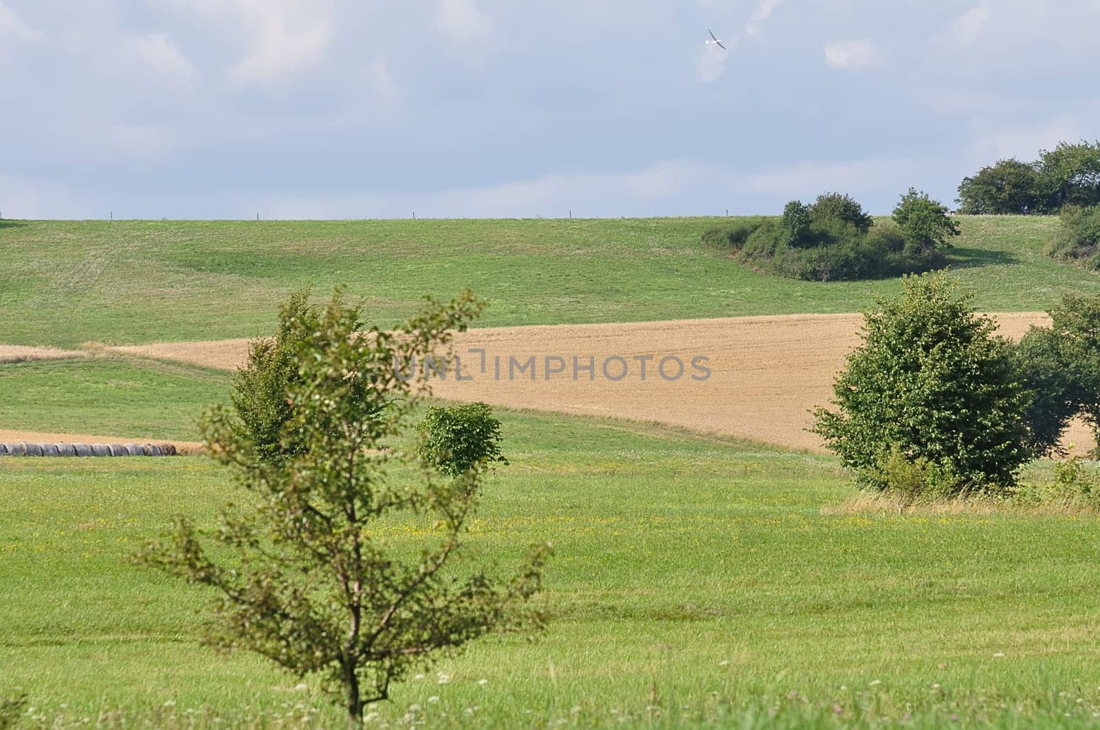 Grain Harvest with Flieger 2