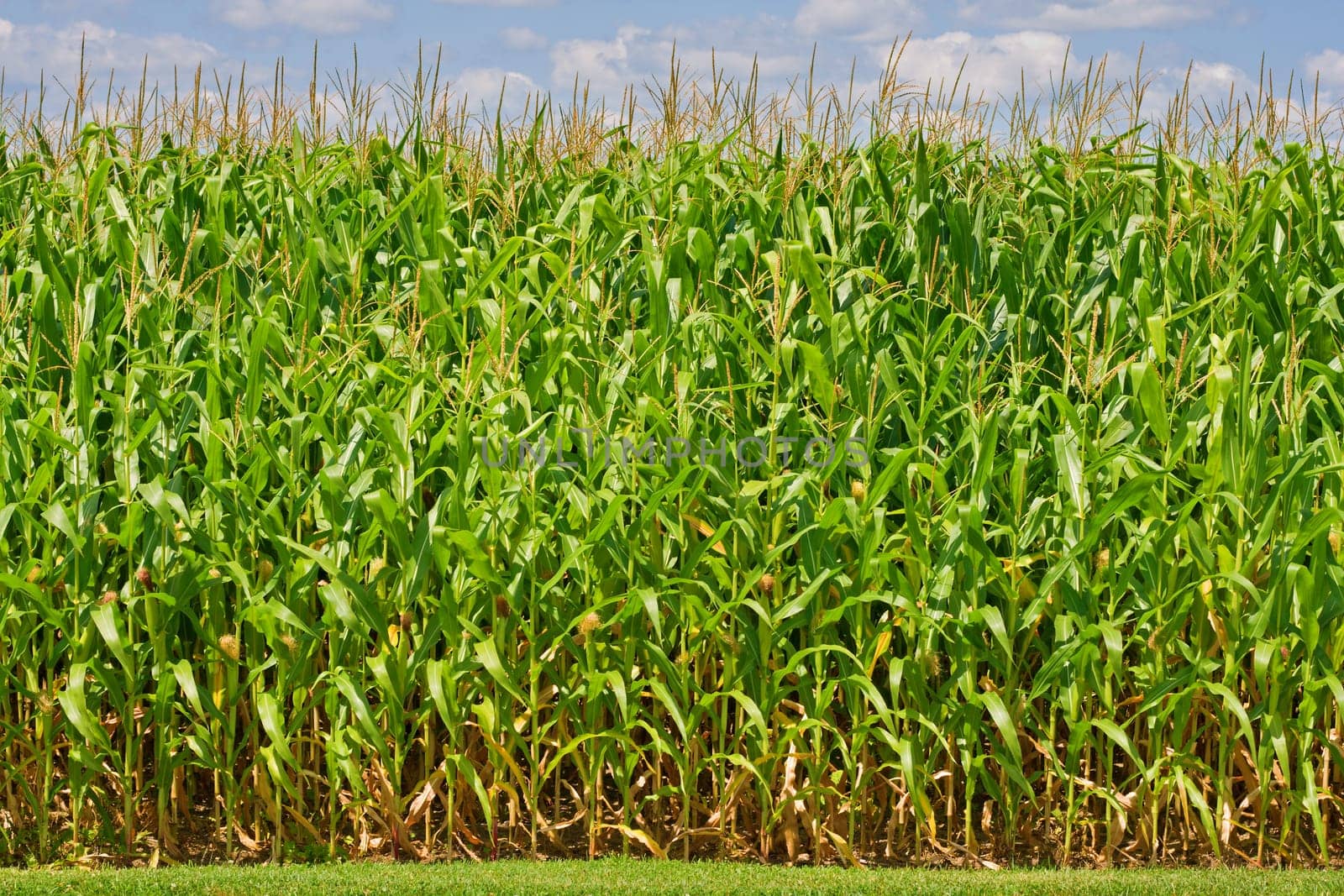 Corn