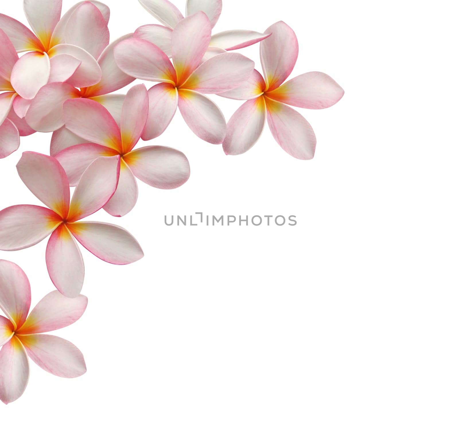 Frangipani flower frame