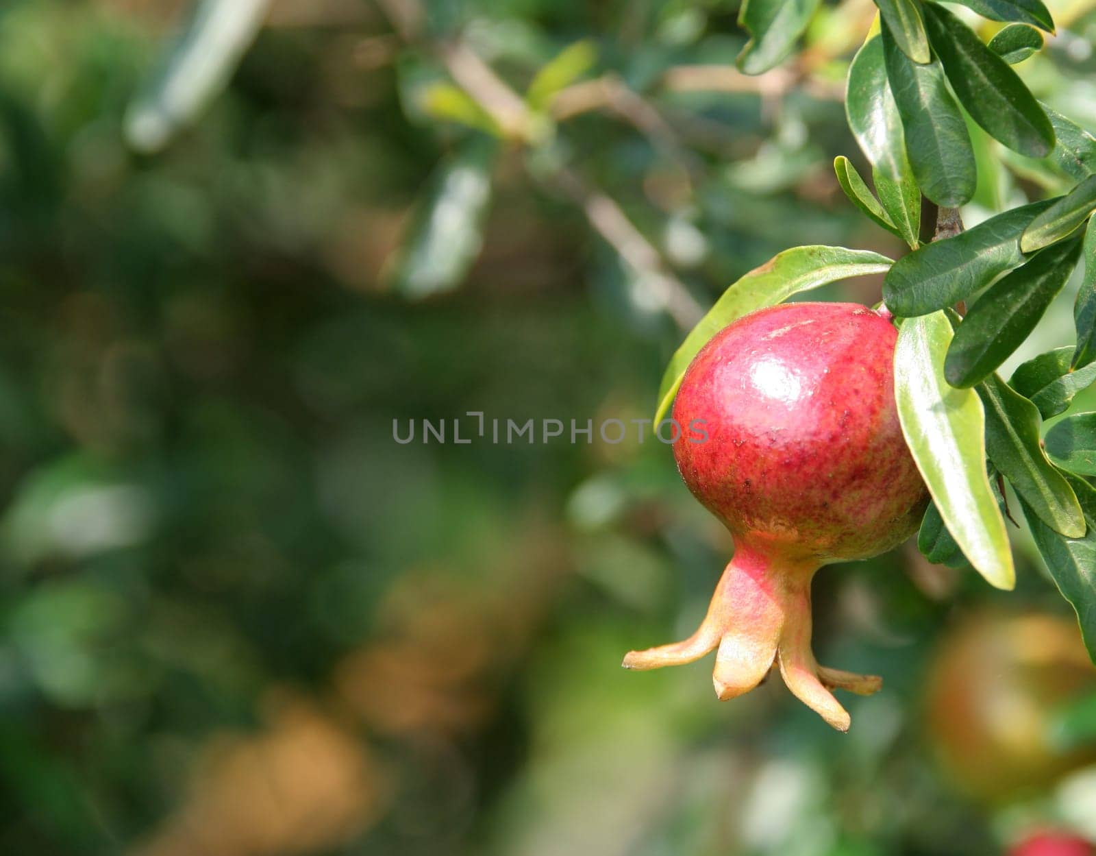 Pomegranate