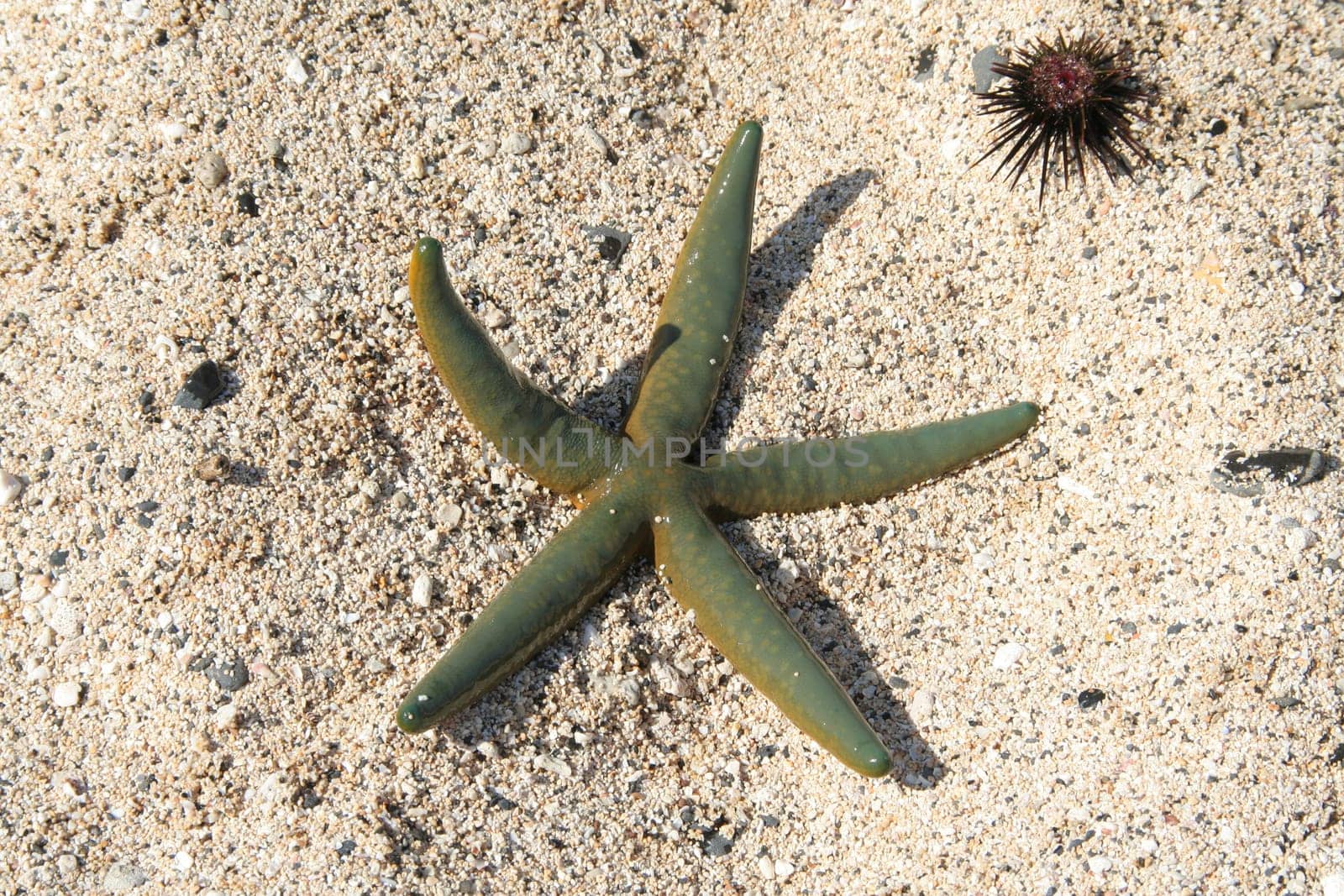 Starfish and sea urchin on sand