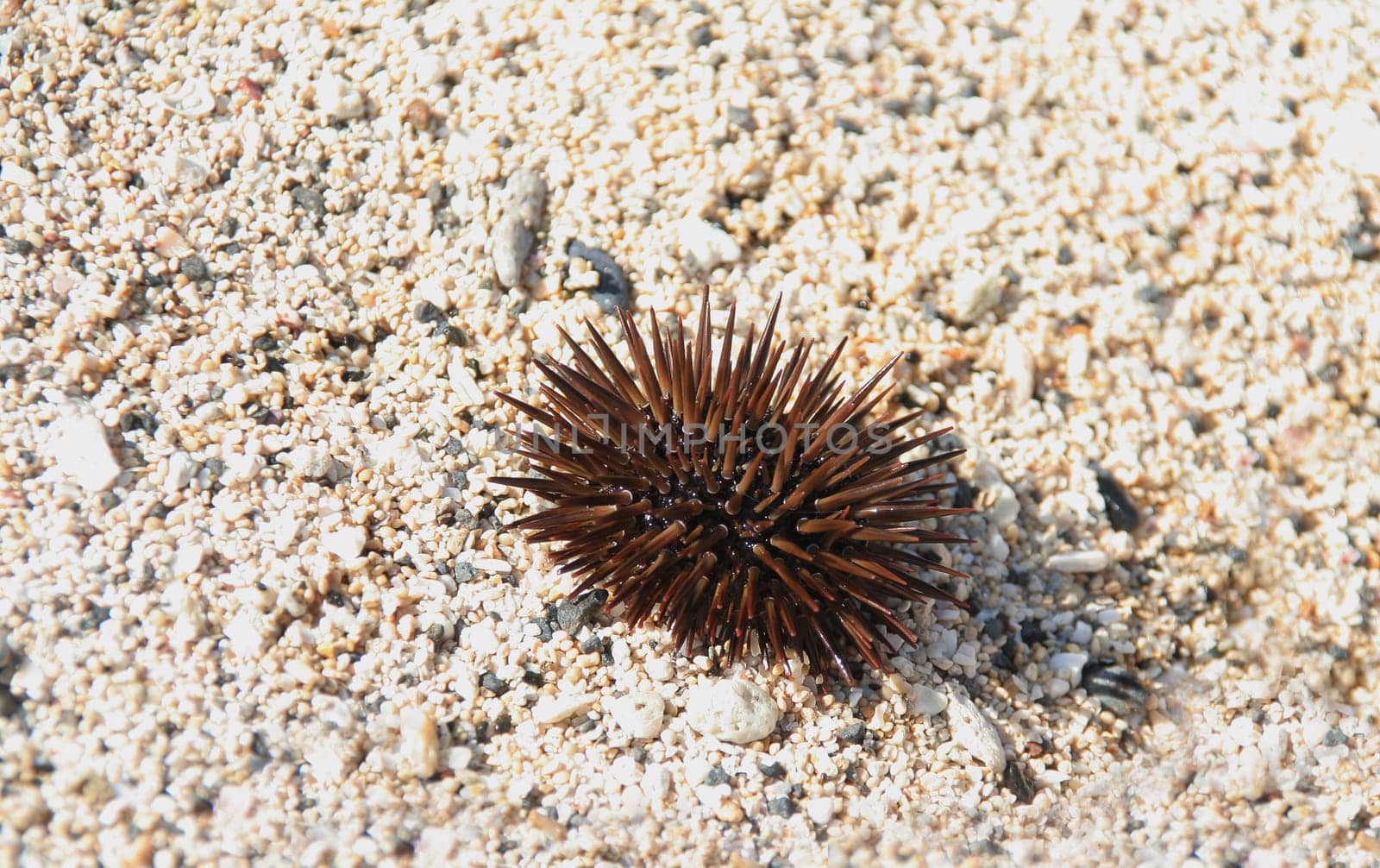 Sea urchin on sand