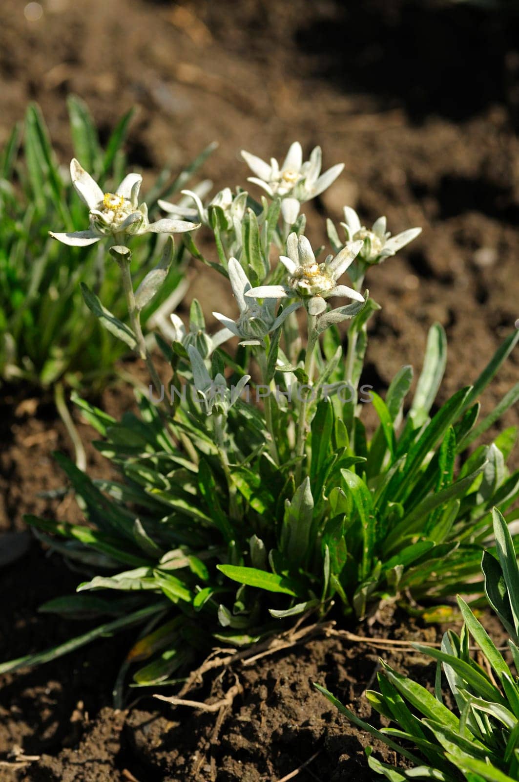 Edelweiss