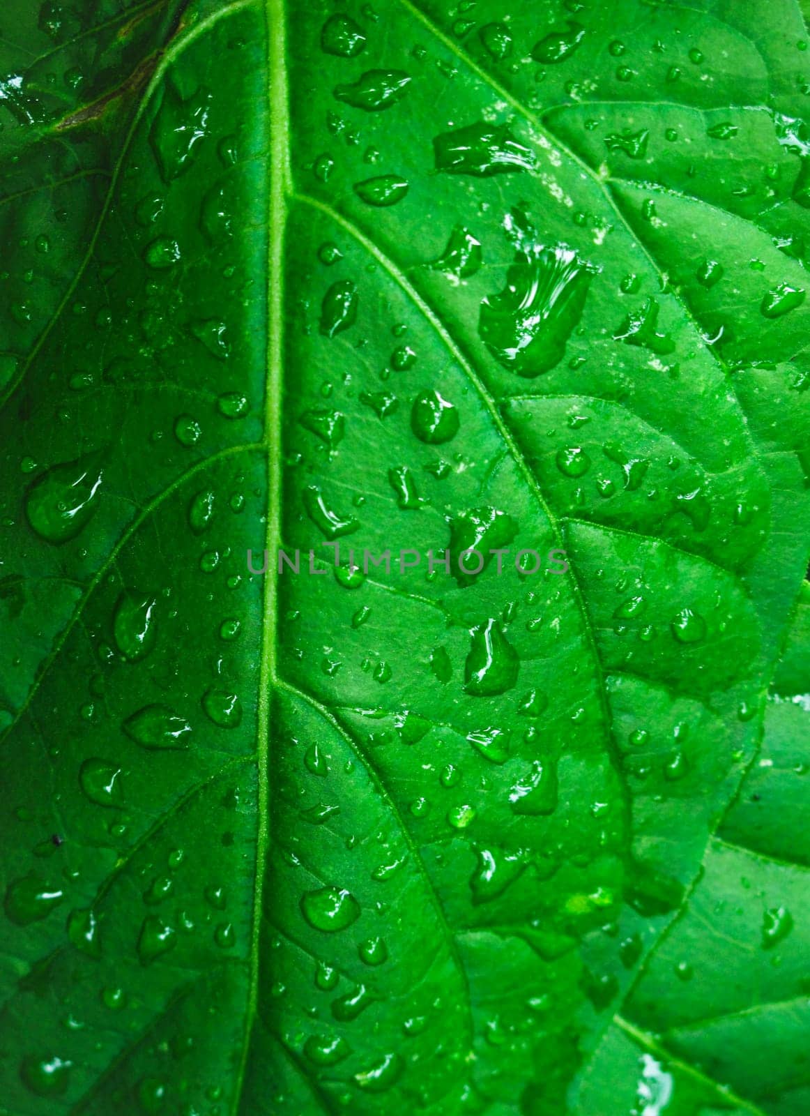 Closeup of a leaf saturated with rain