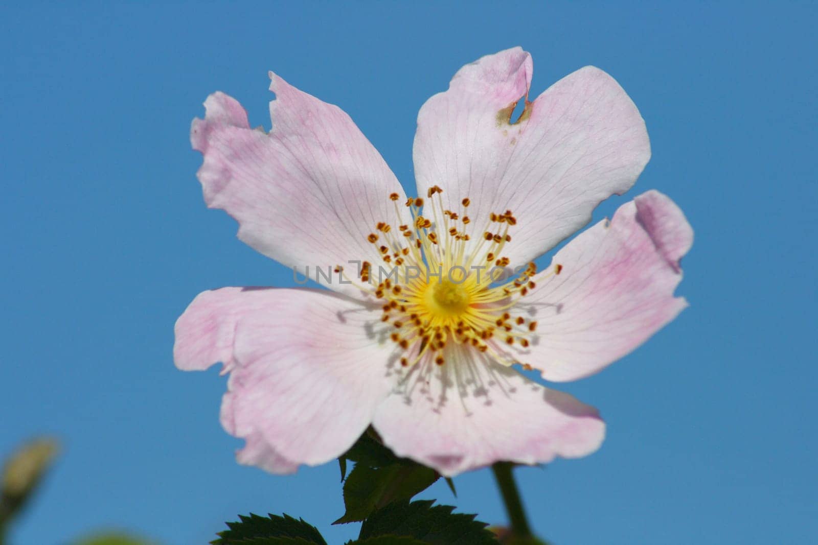 Wild Dog Rose
