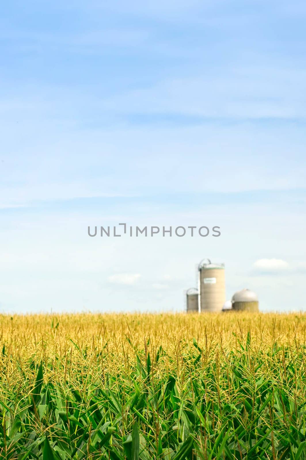 Corn field with silos