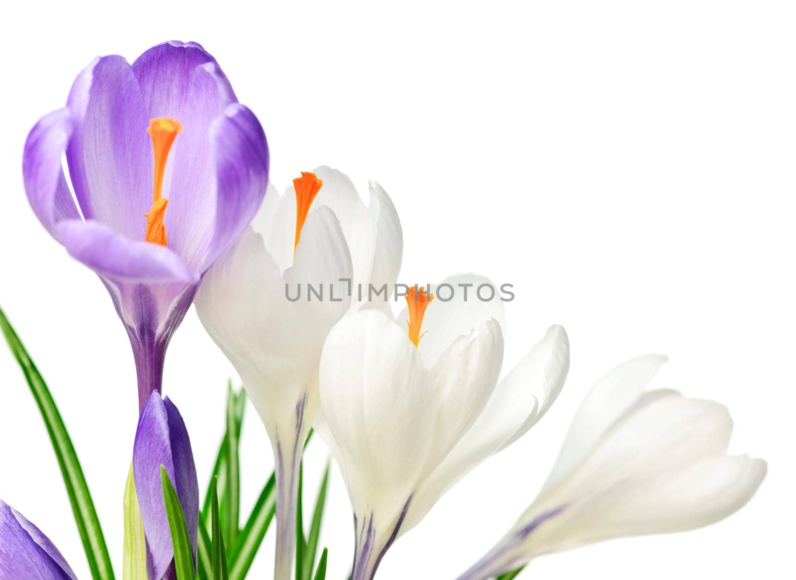 Spring crocus flowers