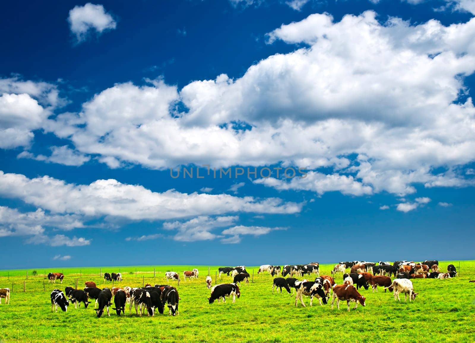 Cows in pasture