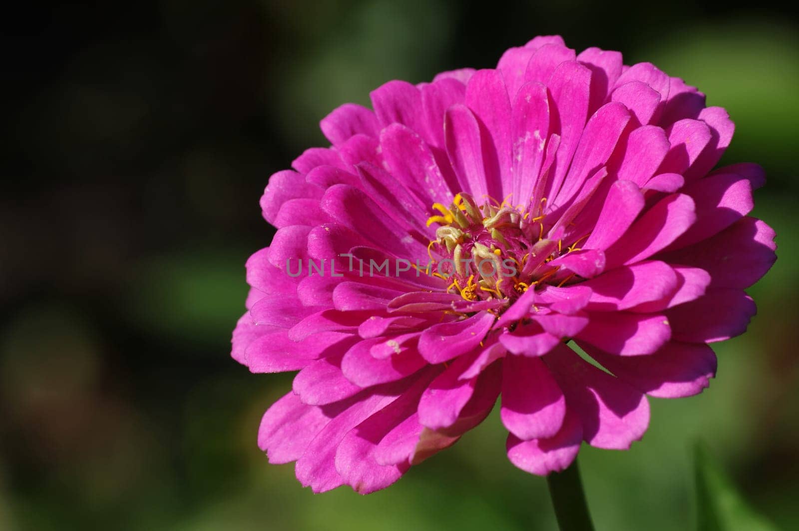 zinnia