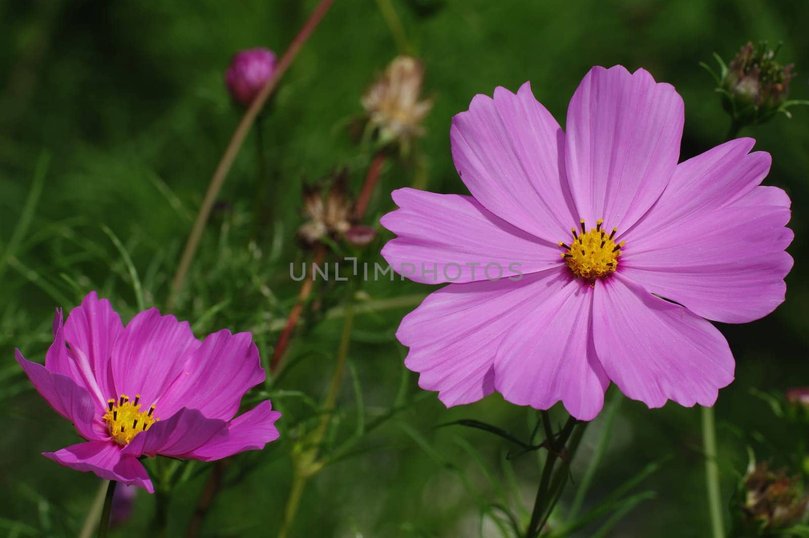 Cosmea,Cosmos bipinnatus,jewelry basket