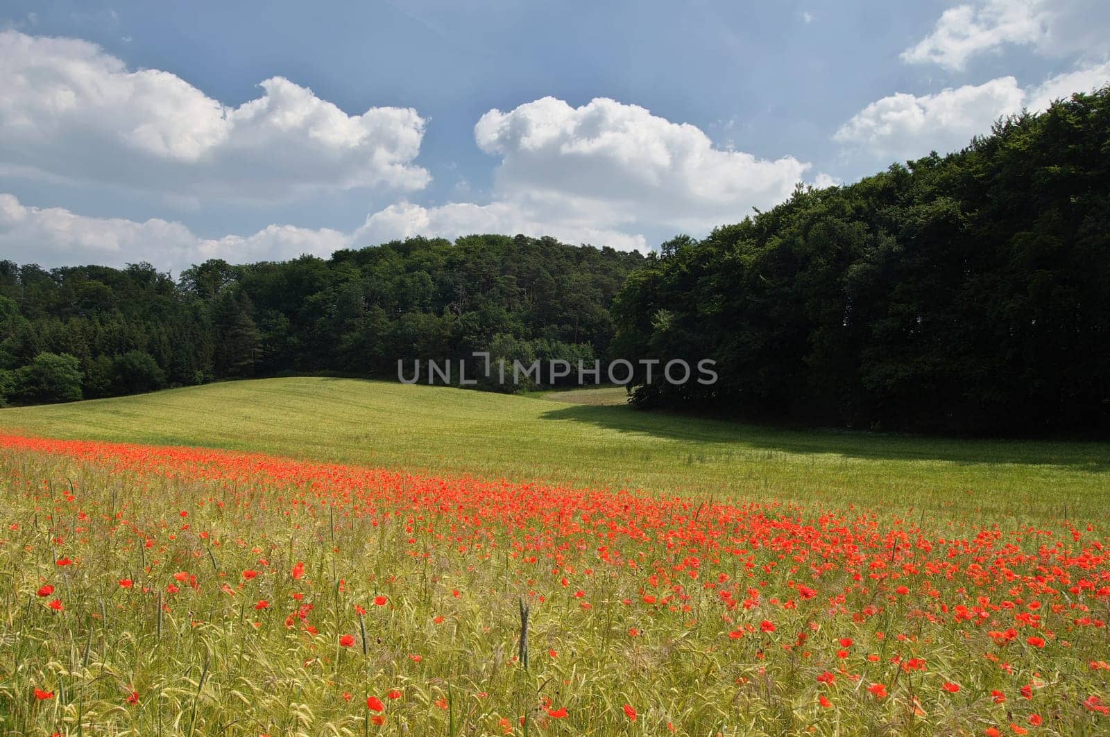 Cornfield in the Eifel
