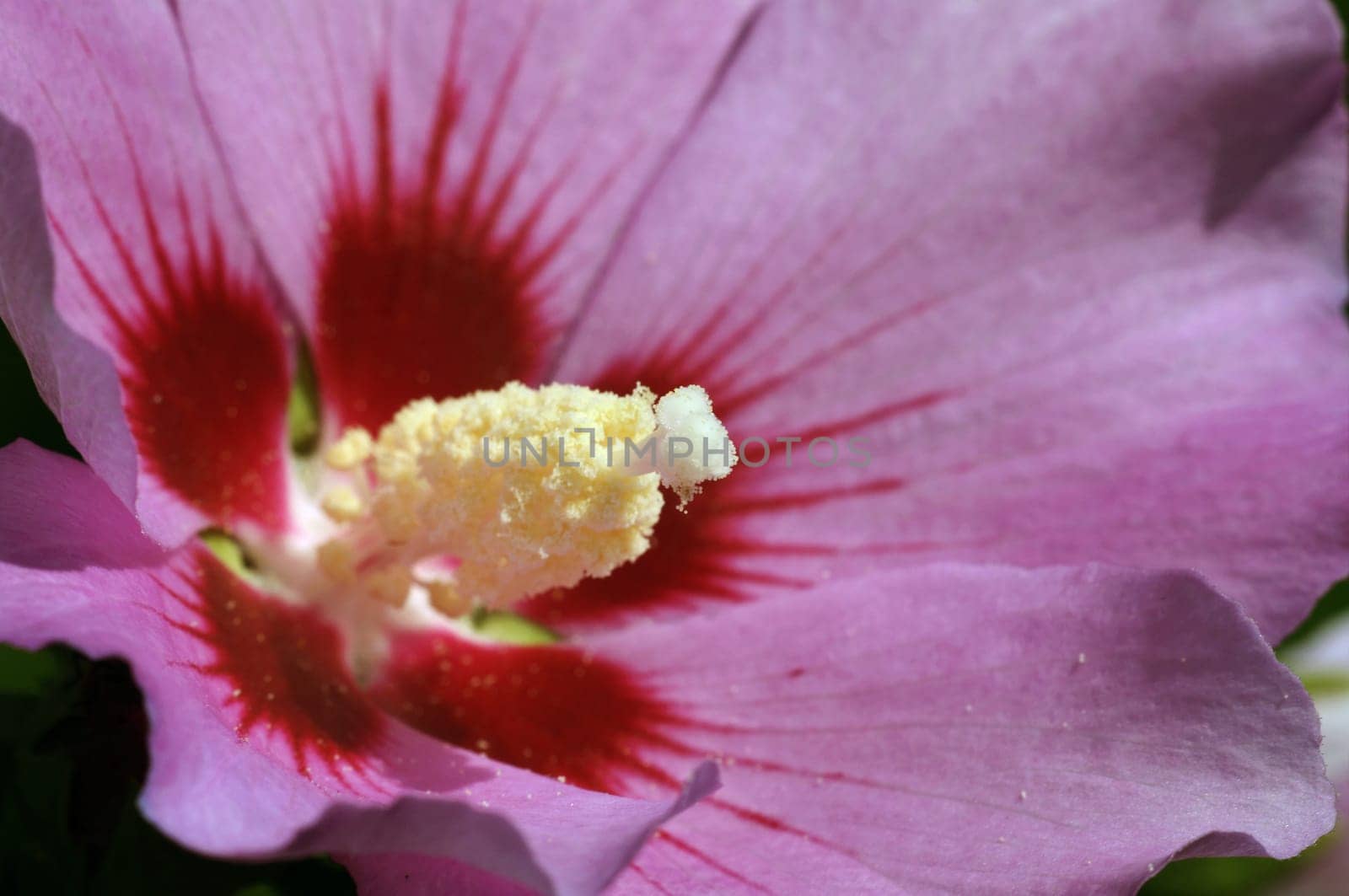 Shrub marshmallow,hibiscus syriacus