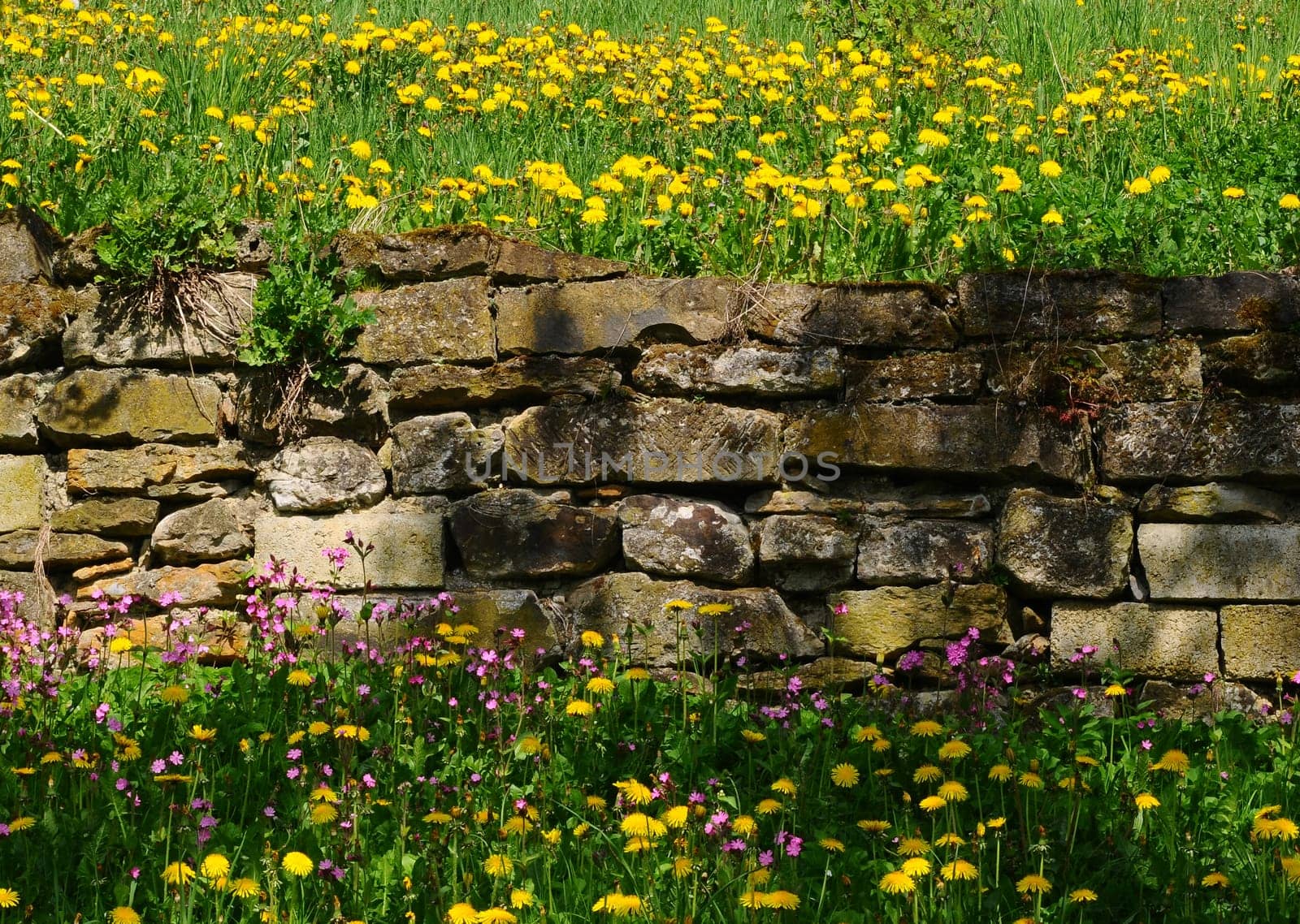 spring
