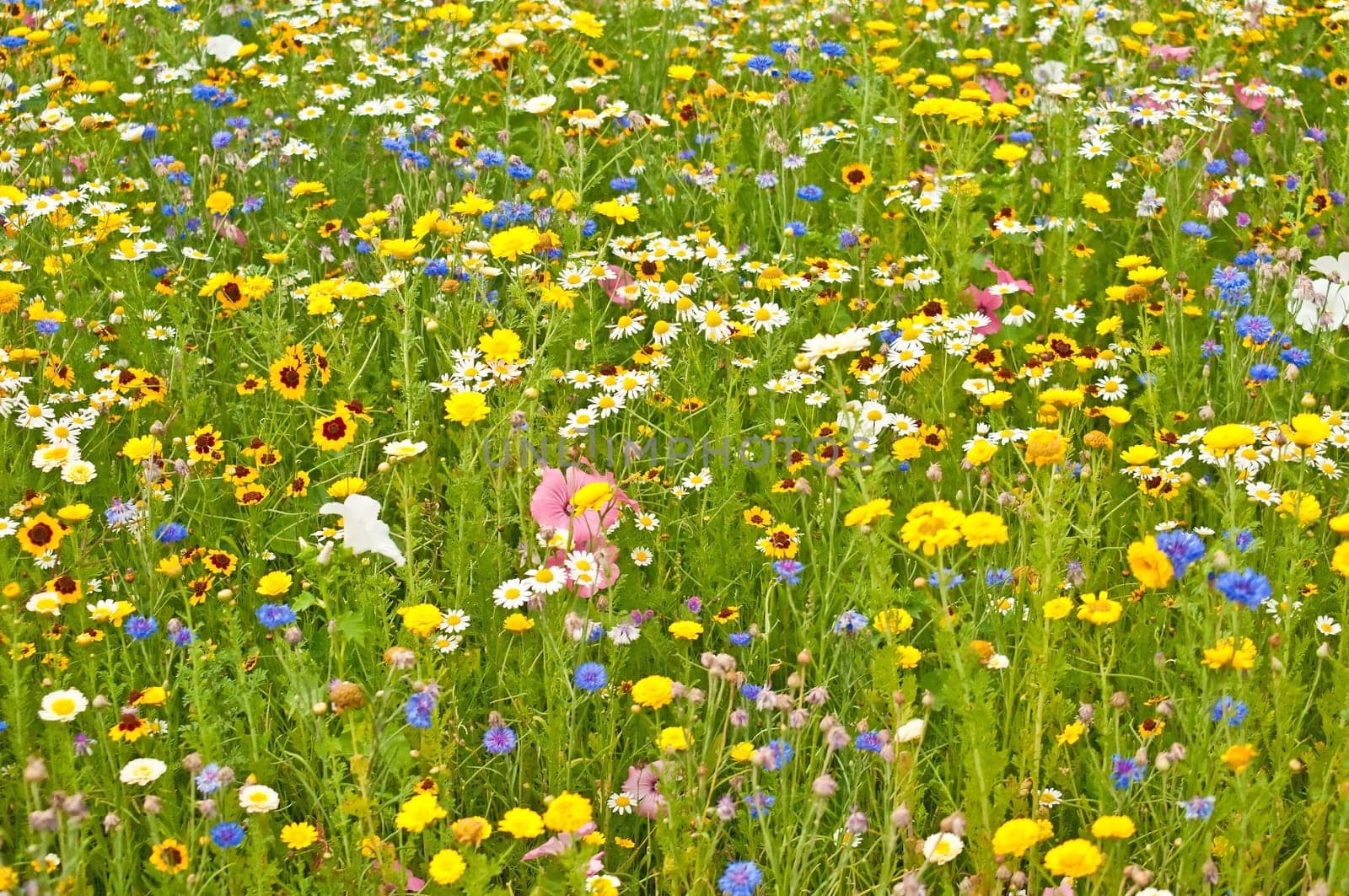 Meadow