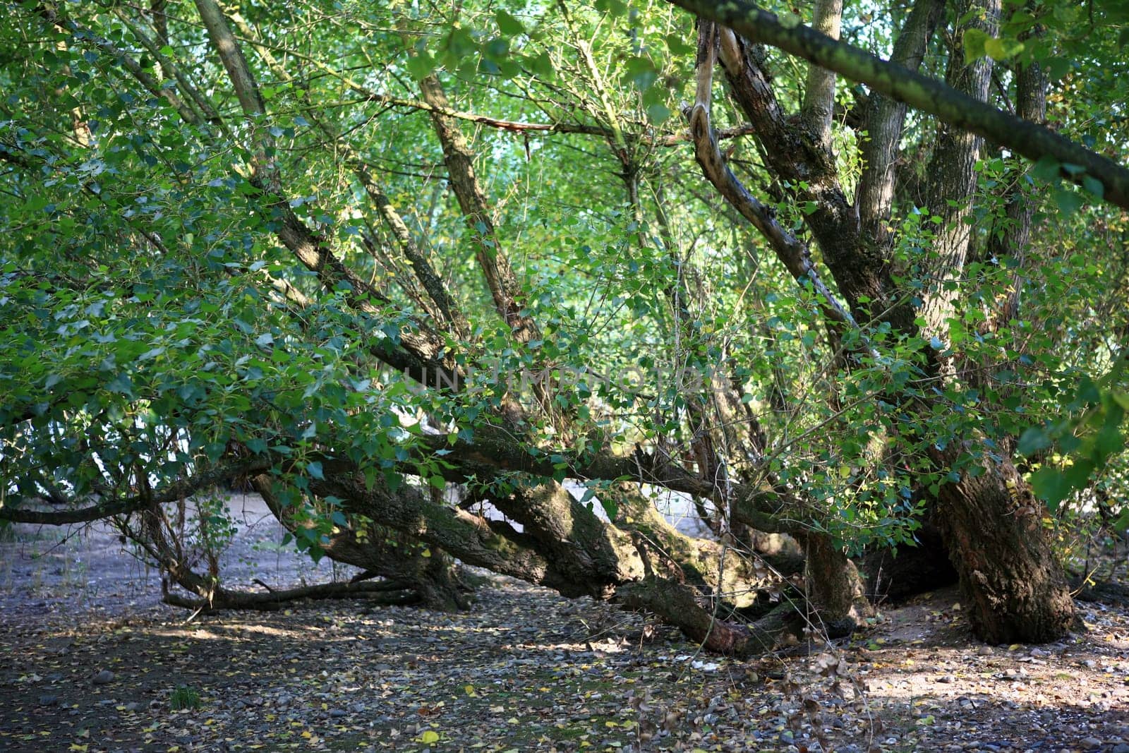 Poplars in the flood zone