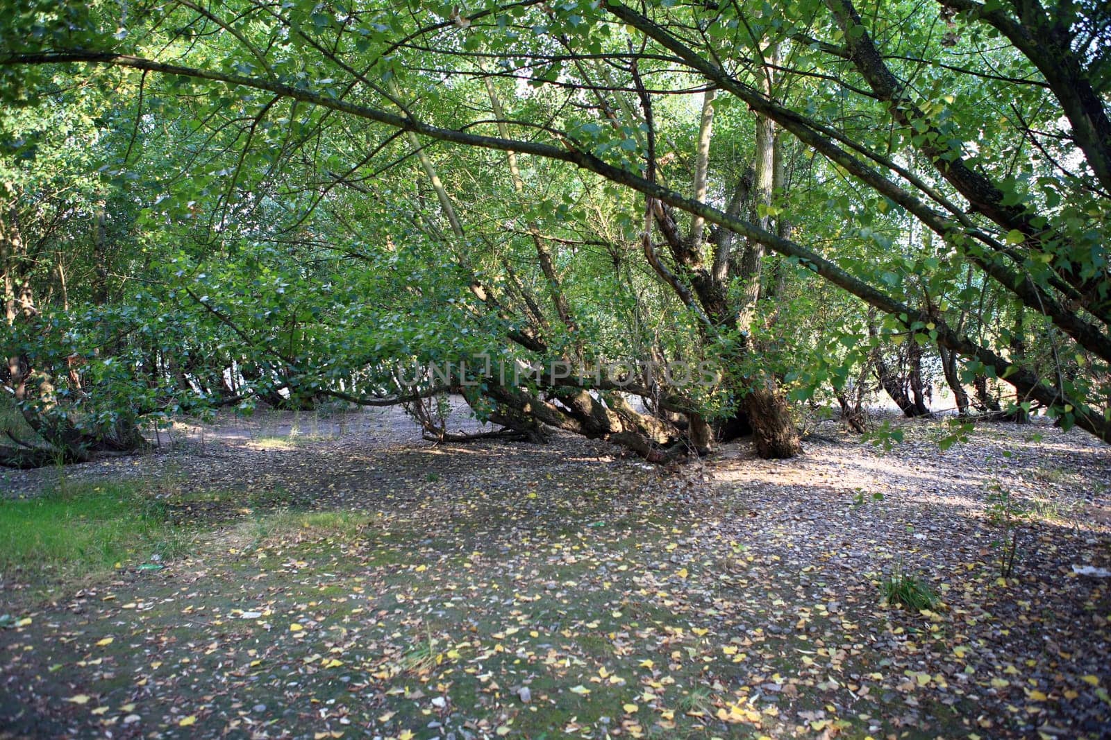 Poplars in the flood zone