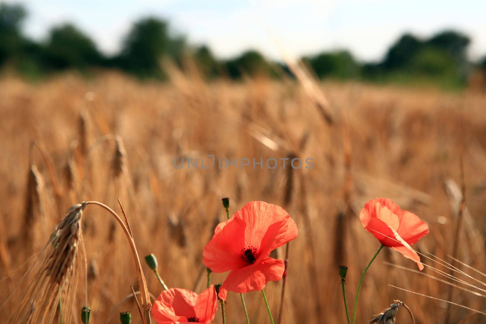 Poppies in the barley field