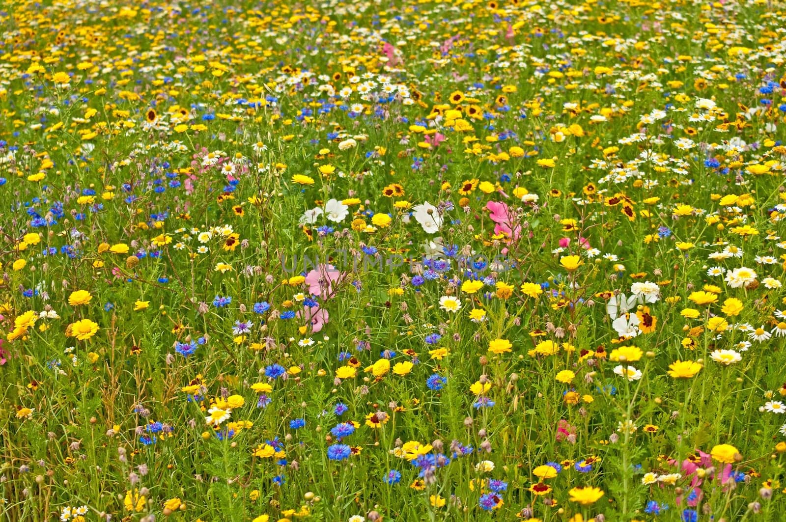 Meadow
