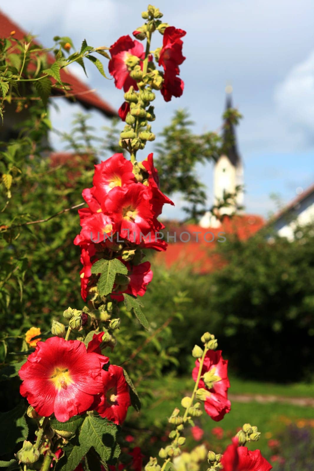 Hollyhocks in the cottage garden