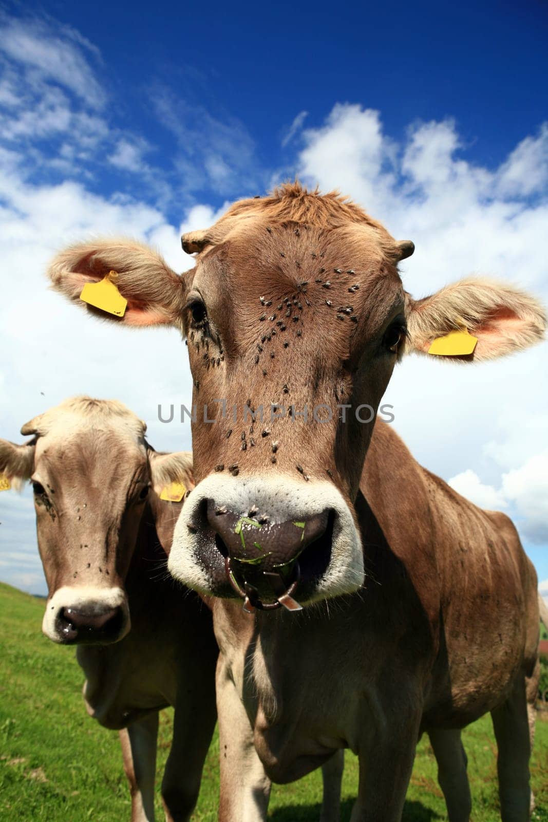 two cattle in the pasture