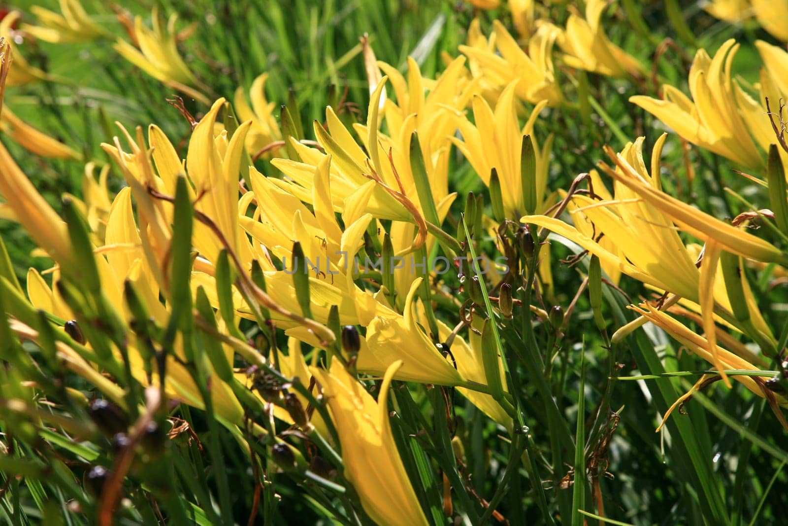 yellow lilies in the cottage garden