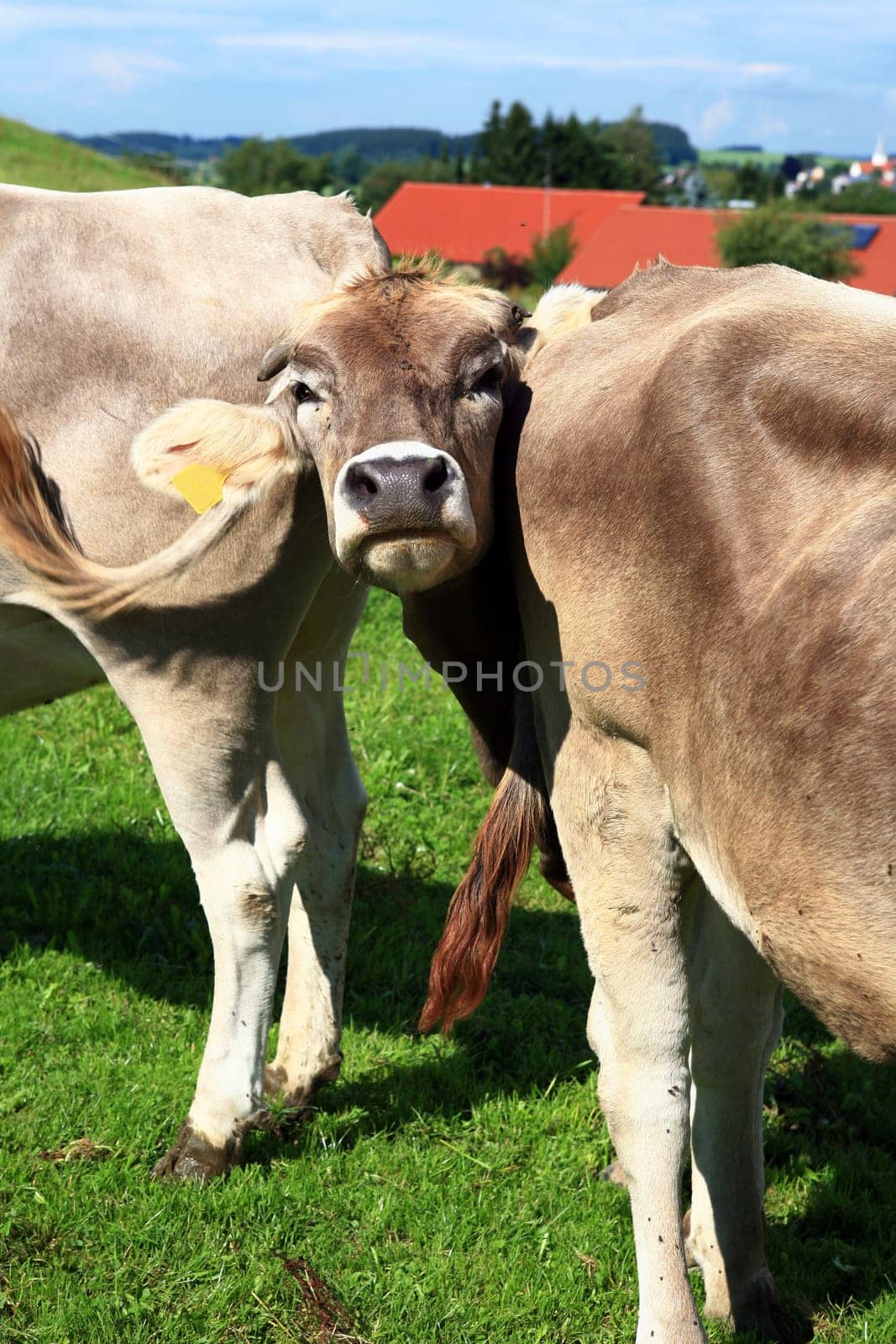 Cow's head between two cow's butts