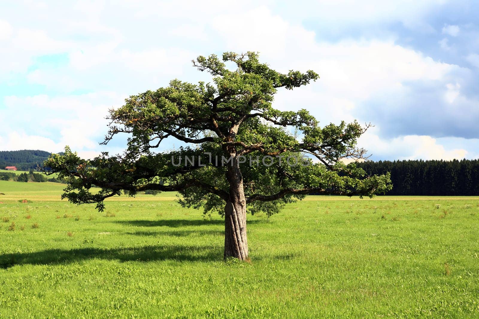 old fruit tree in a meadow