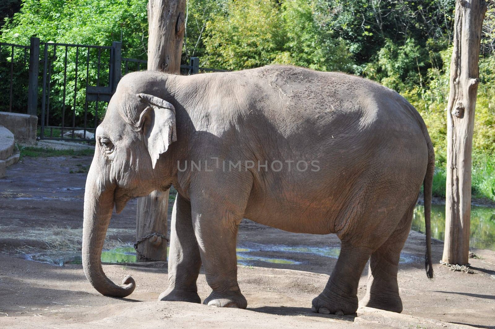 Elephant