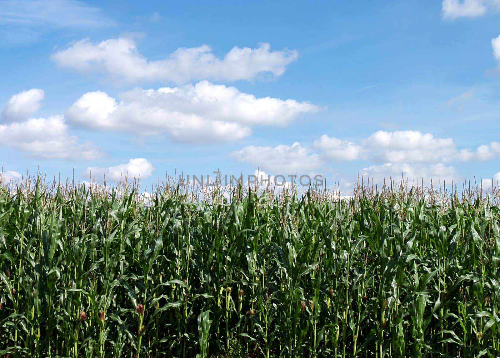 cornfield