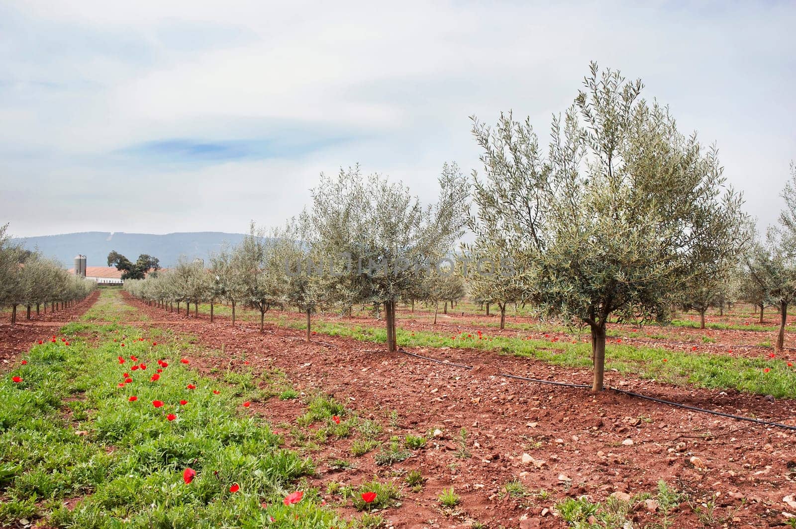 Olive grove