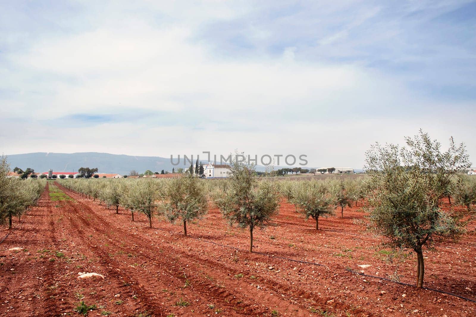 Olive grove