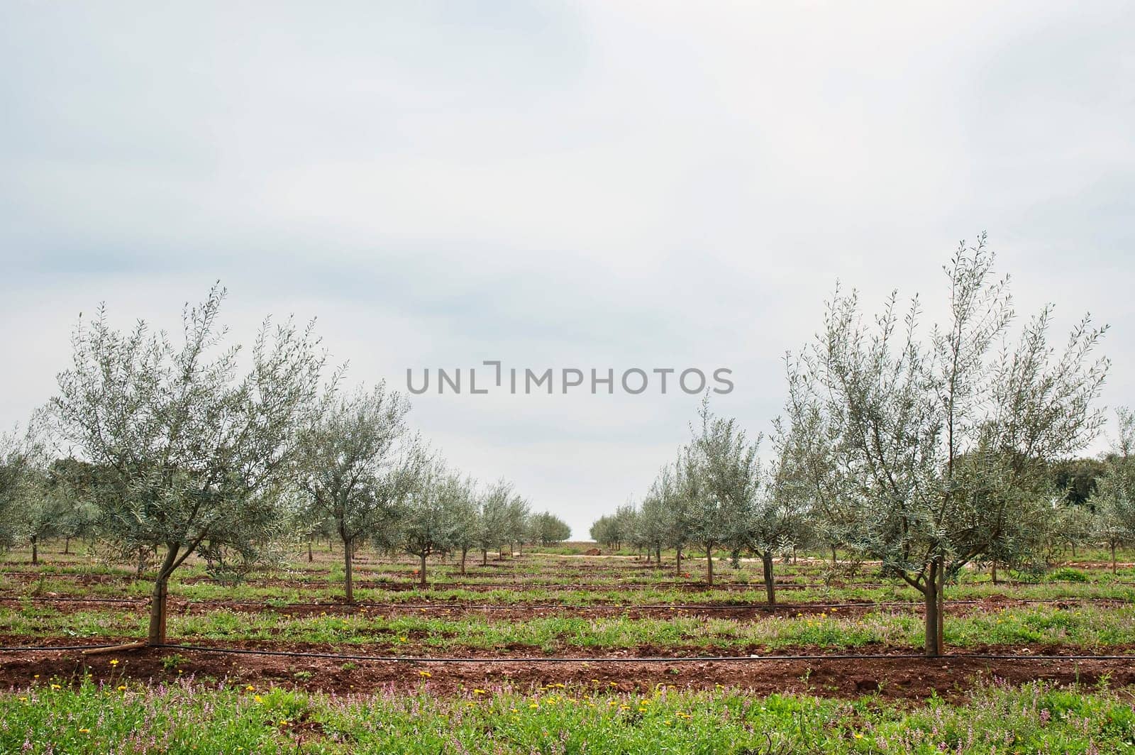 Olive grove