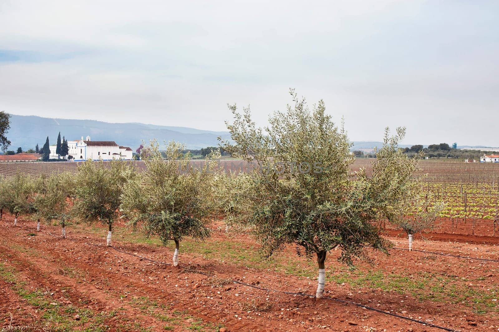 Olive grove