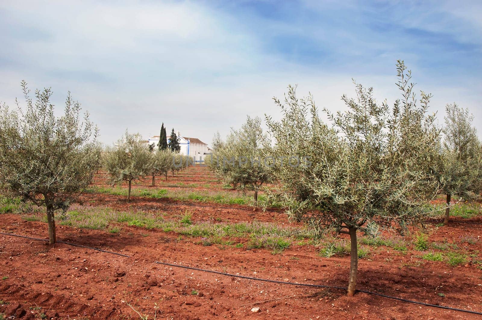Olive grove