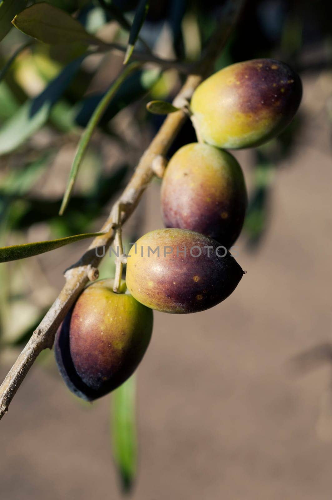 Bunch of Olives