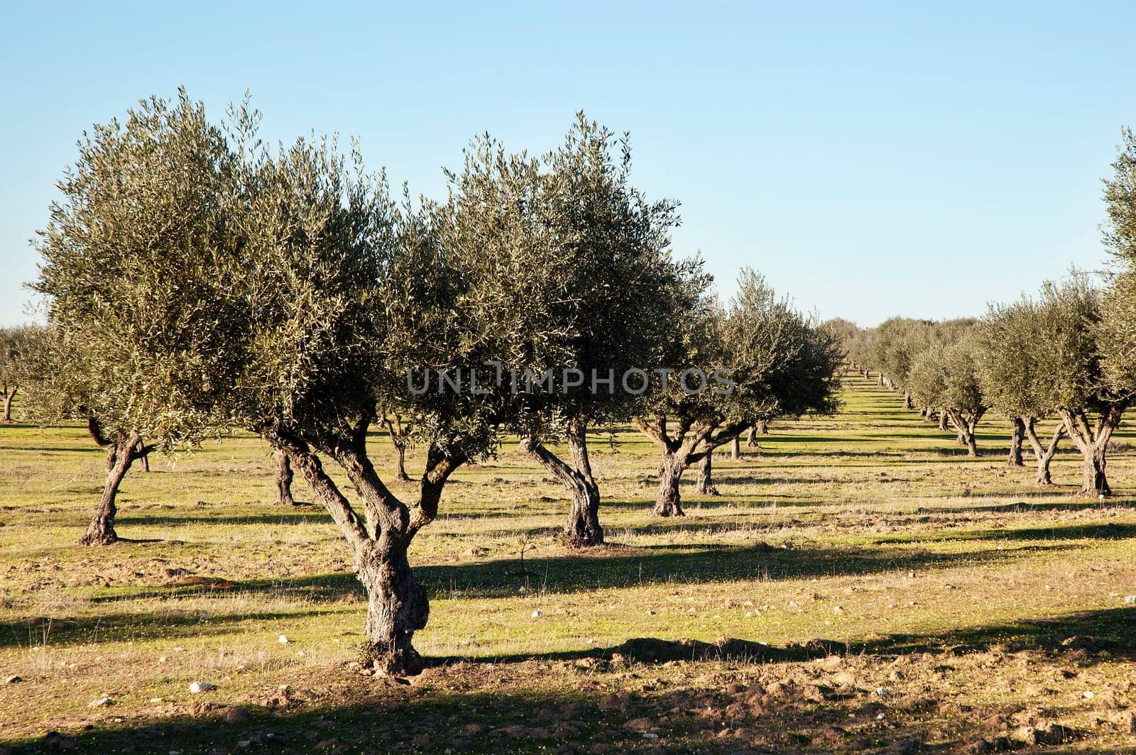 Olive grove