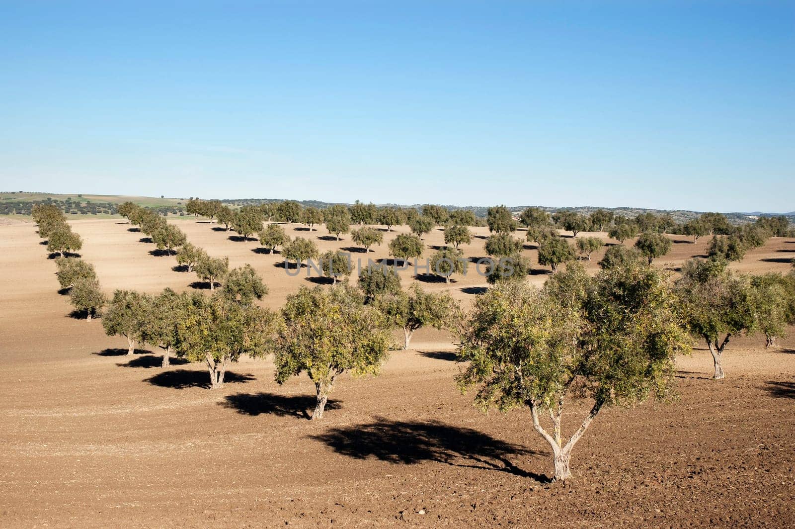 Olive grove