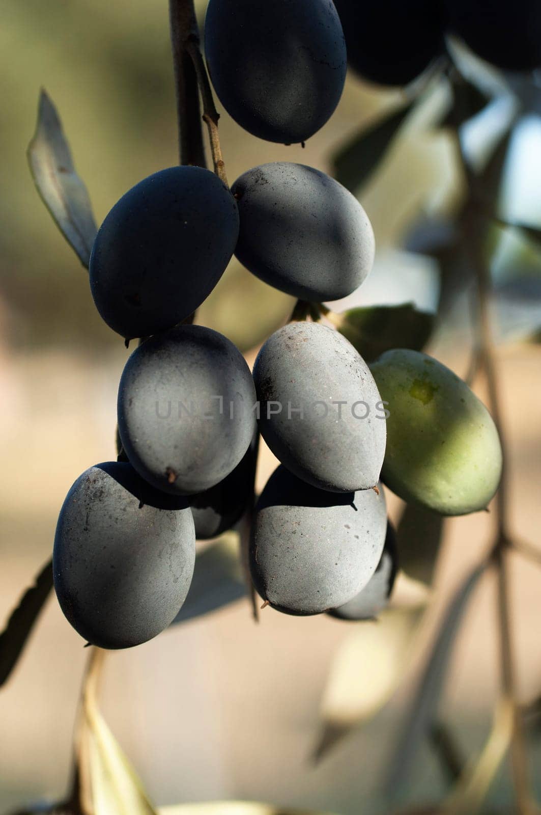 Bunch of Olives