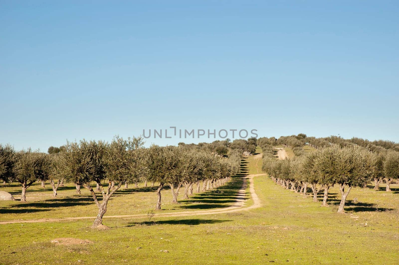 Olive grove
