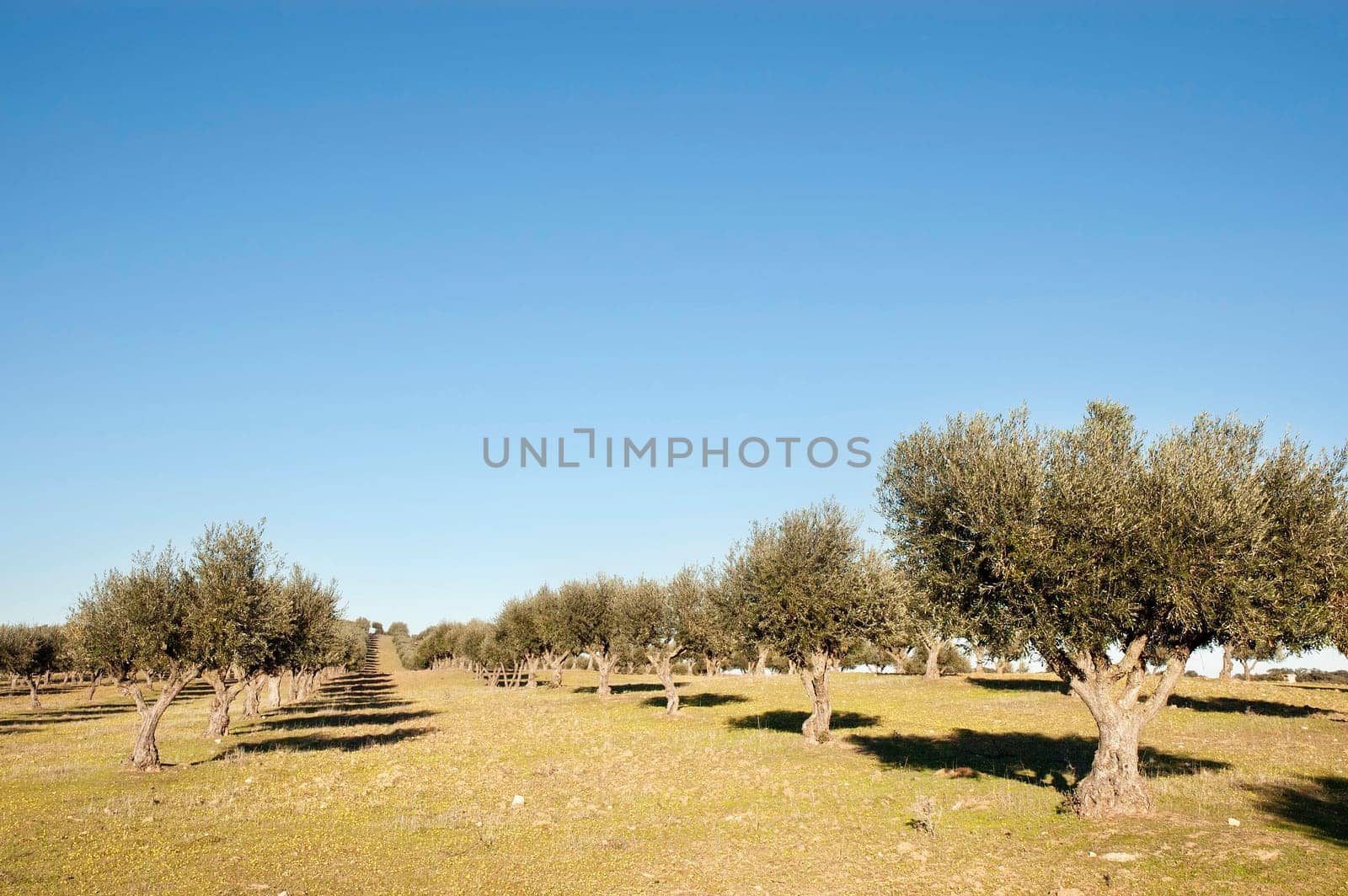 Olive grove