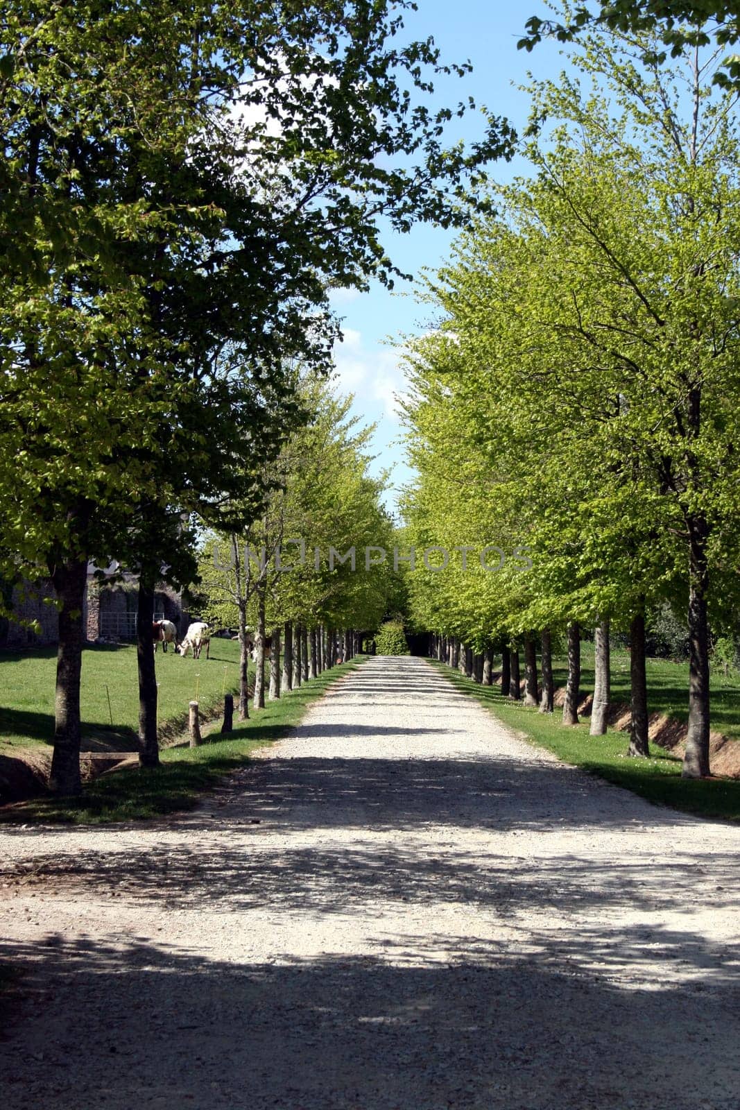 Avenue to the Château de Crosville-Sur-Douve