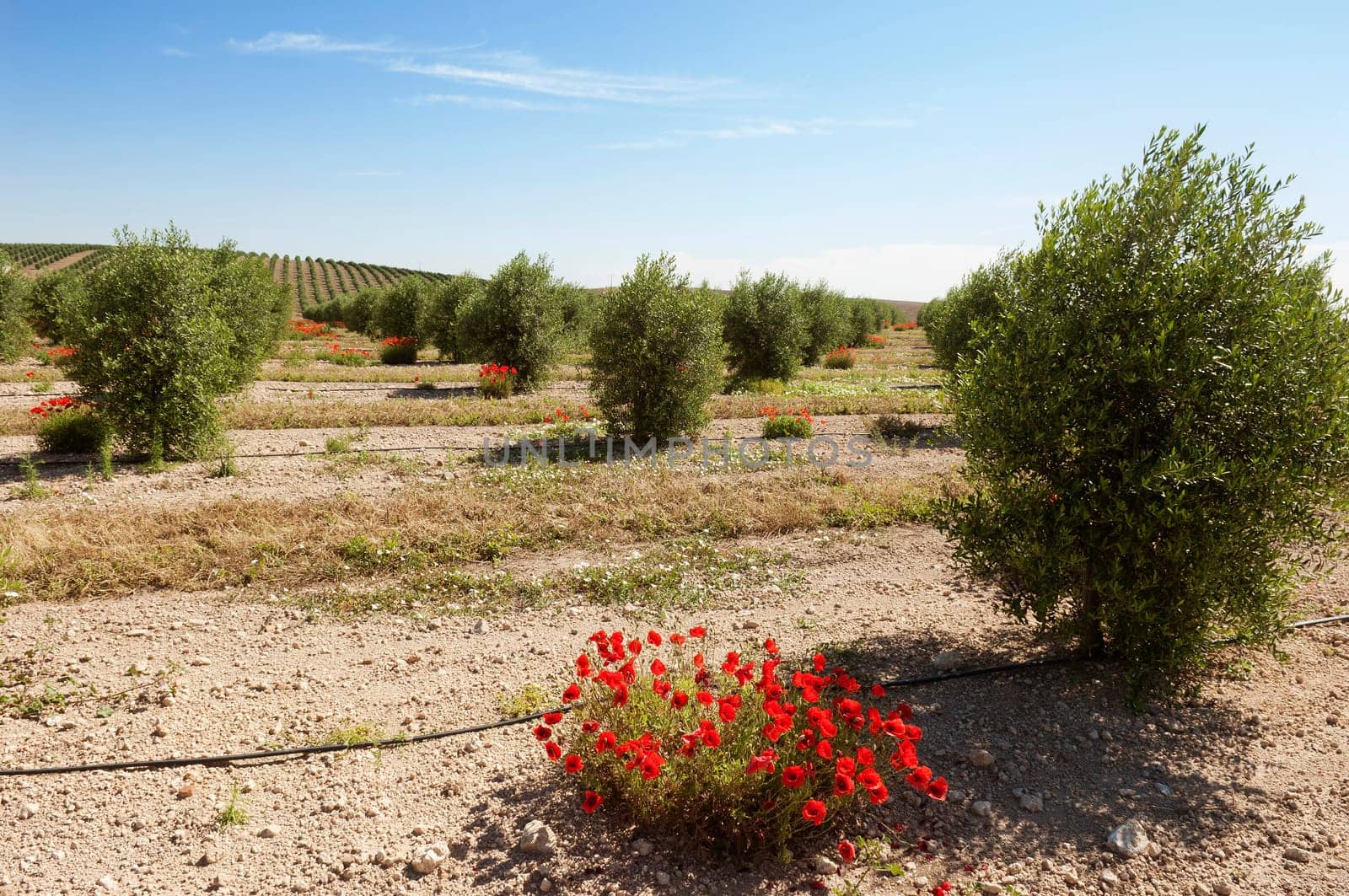Olive grove