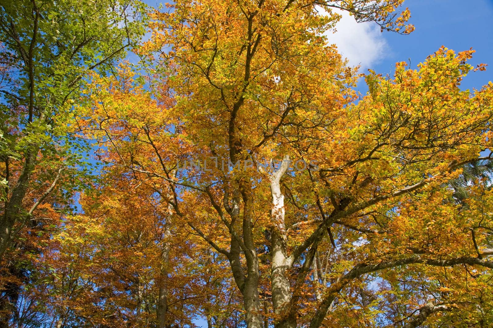Autumn Colors