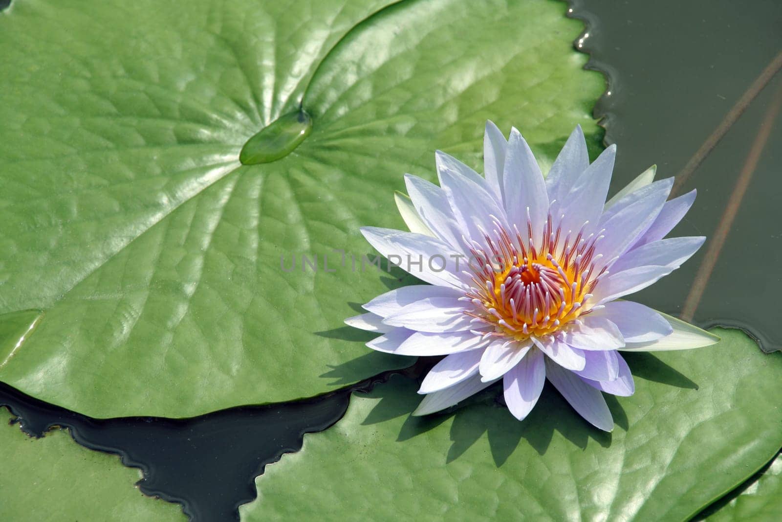 Purple water lily in a pond