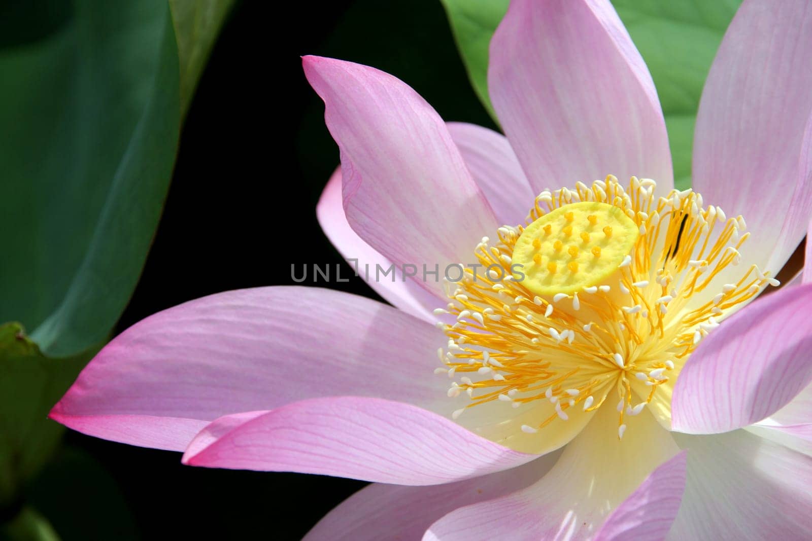 Close upof a lotus flower blossom