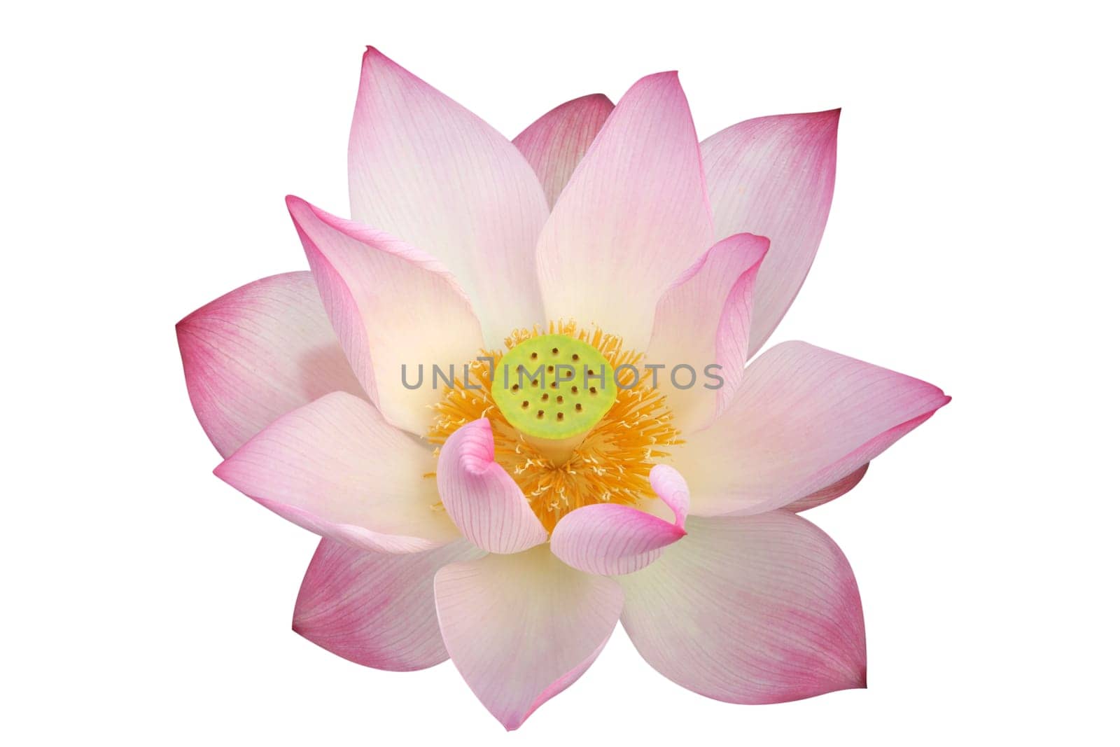 Lotus flower isolated on white