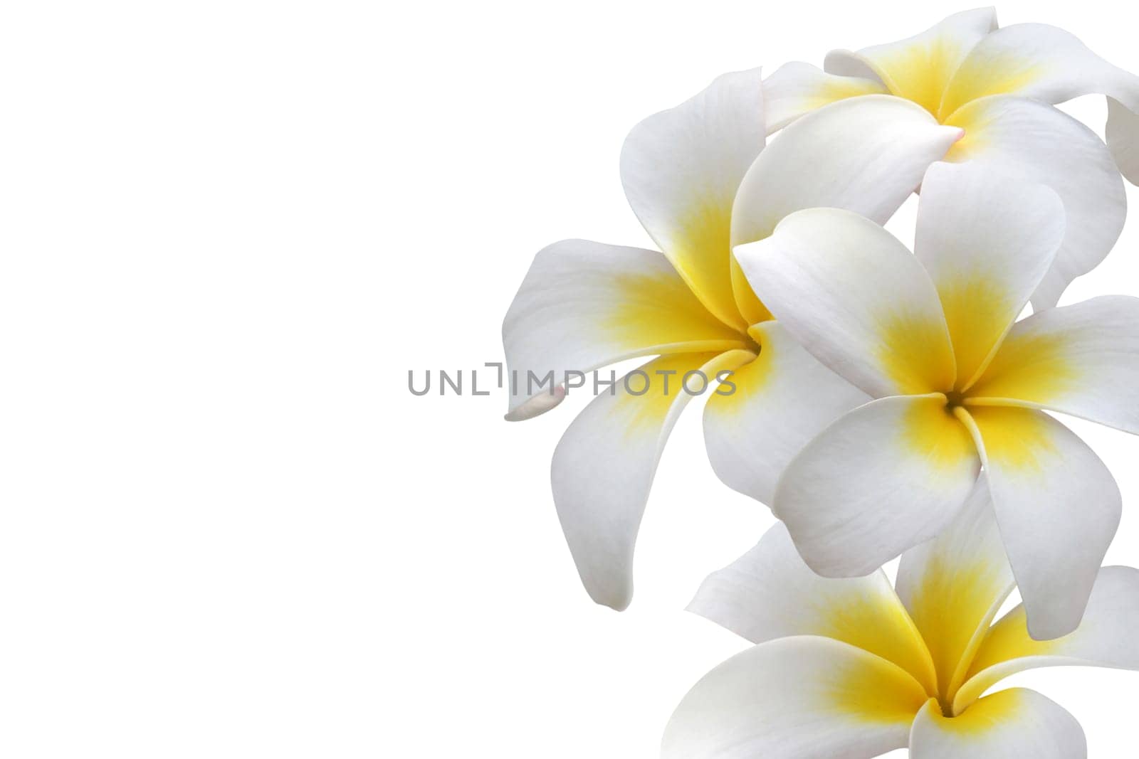 Frangipani flower frame