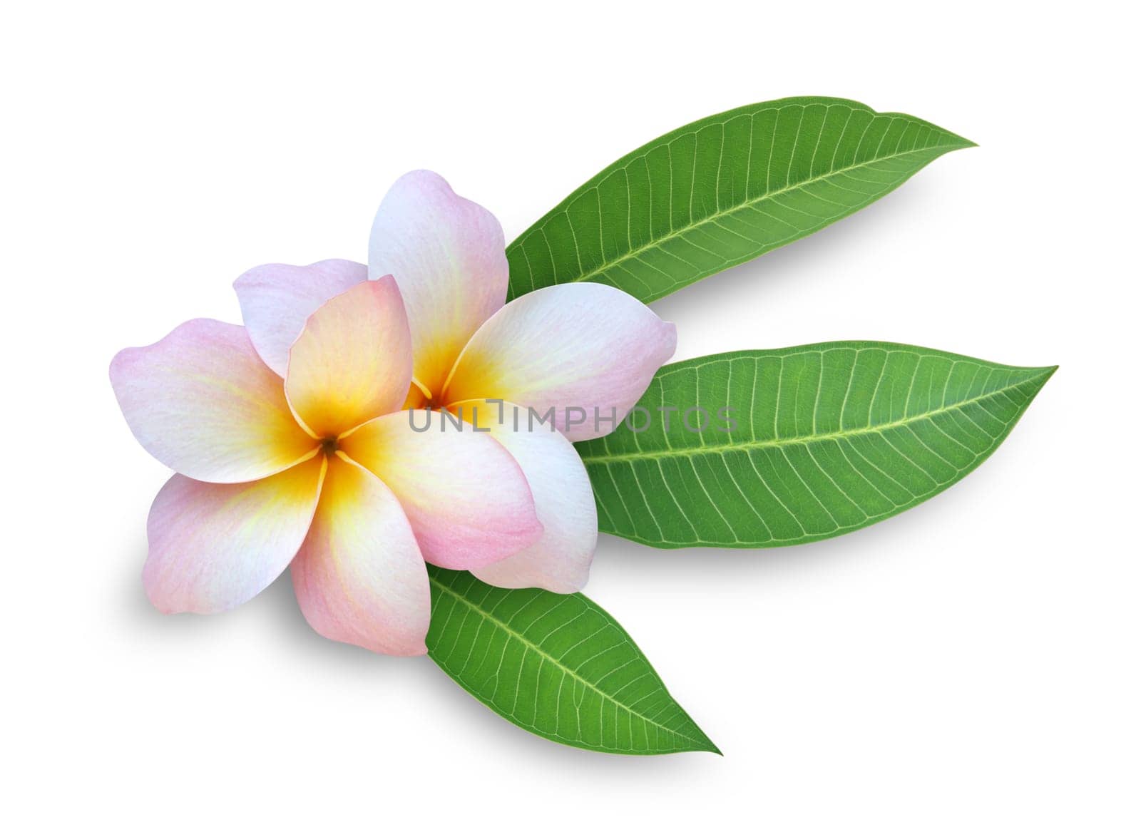 Two Frangipani flowers
