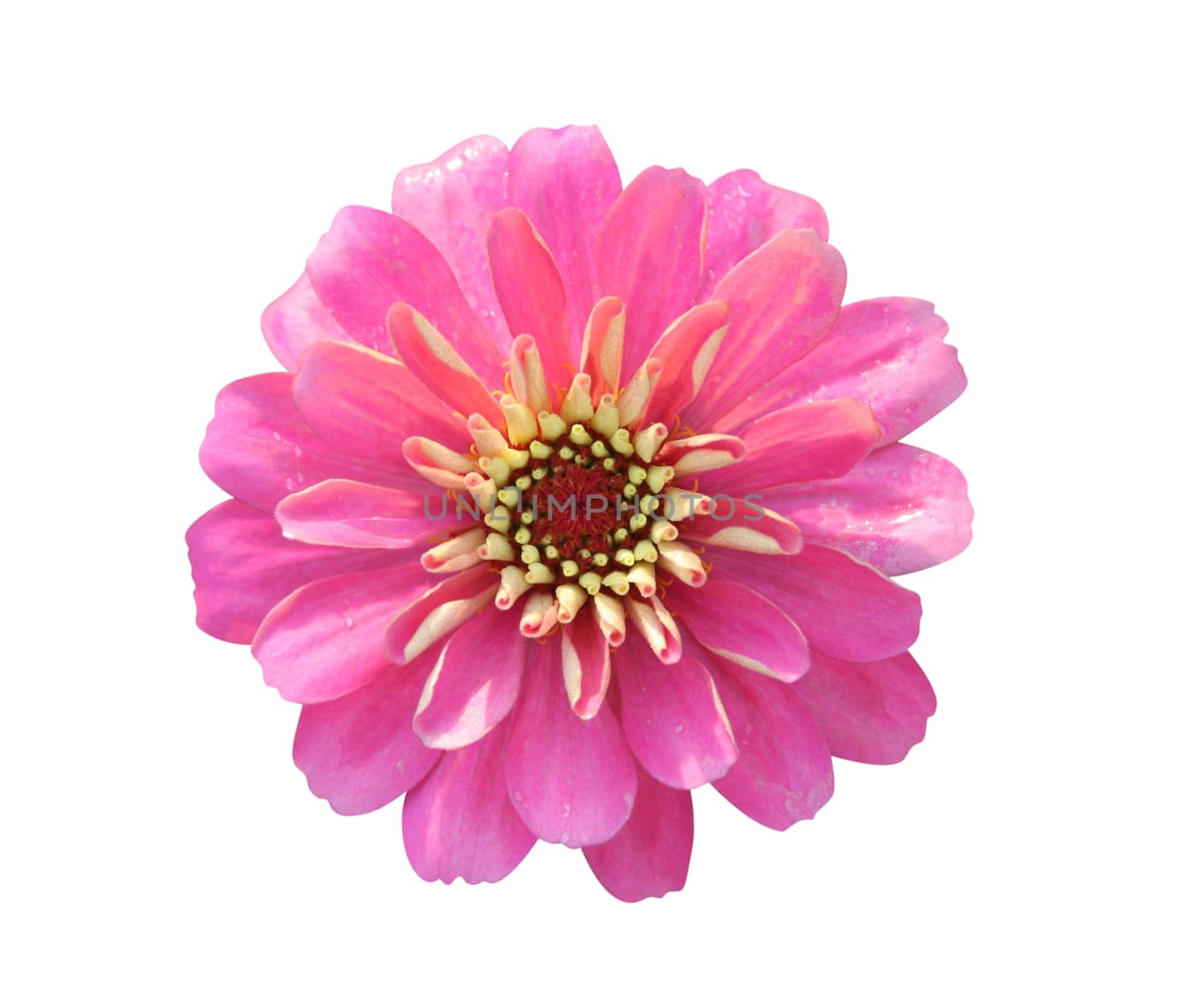 Dahlia isolated on white - path included