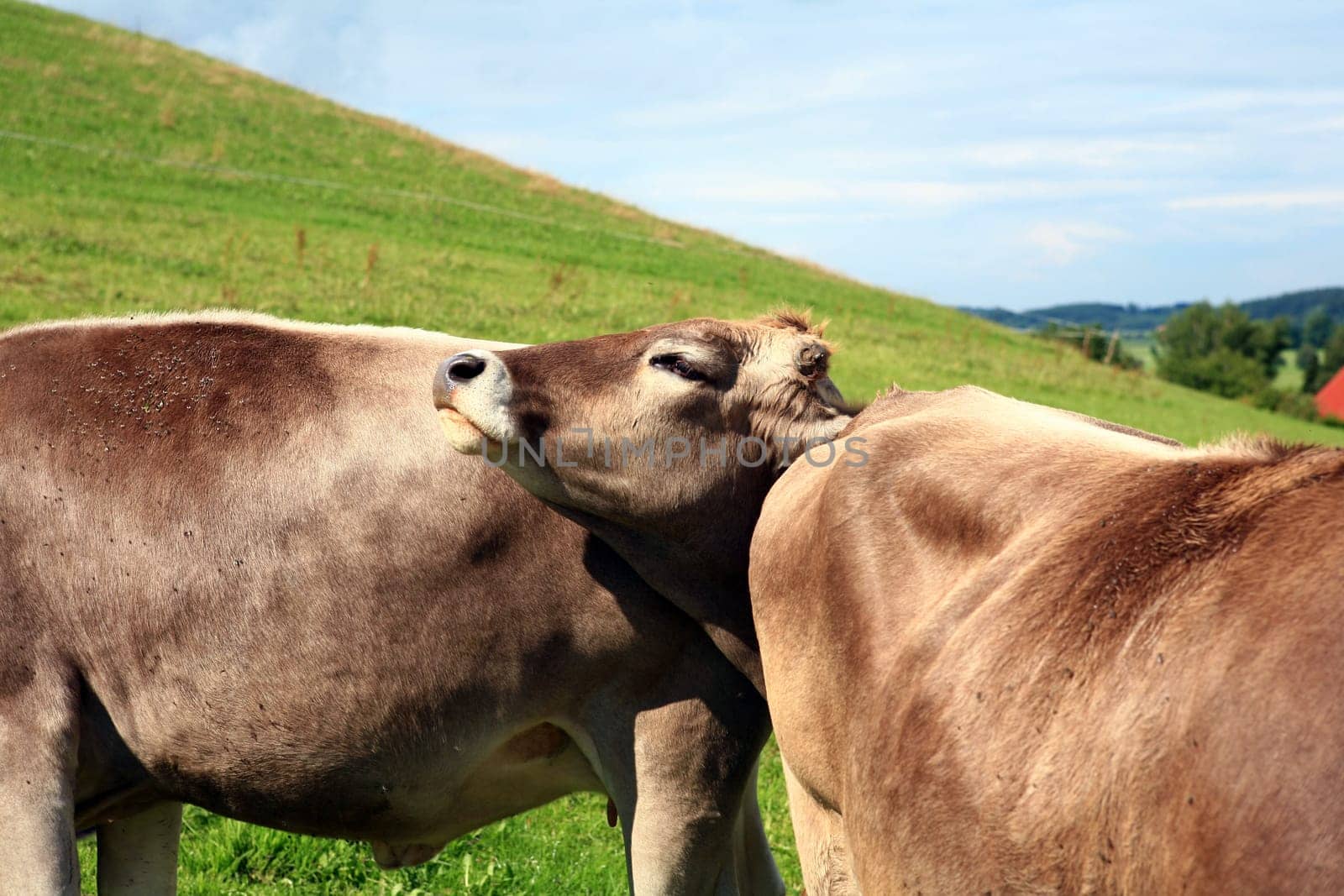 Cow's head between two cow's butts